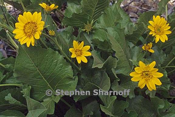 balsamorhiza saggitata 2 graphic